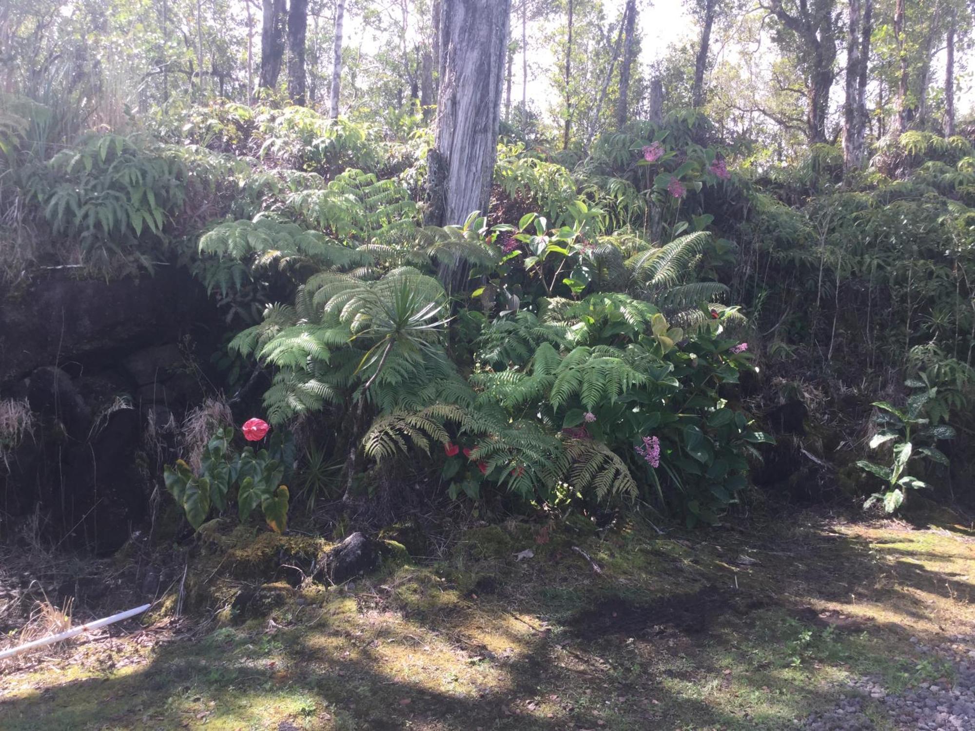 Simply Convenient Tropical Country Studio Mountain View Eksteriør billede